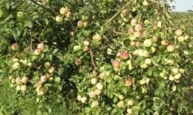 внешний вид яблони Имрус