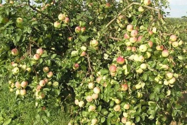 внешний вид яблони Имрус