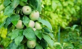 внешний вид яблони Малюха