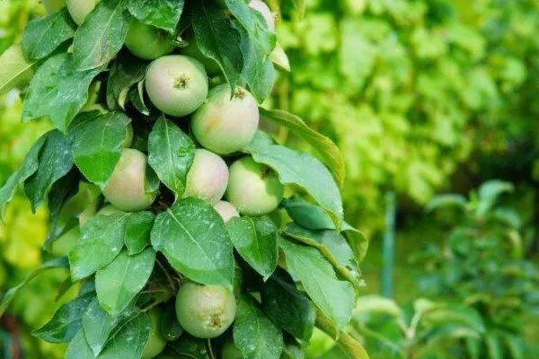 внешний вид яблони Малюха