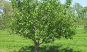 внешний вид яблони Народное