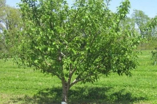 внешний вид яблони Народное