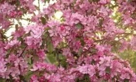 внешний вид яблони Ола