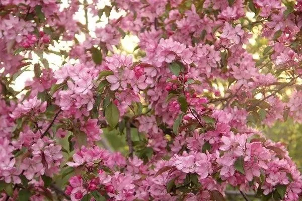 яблоня Ола гибридная