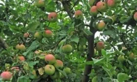 внешний вид яблони Символ