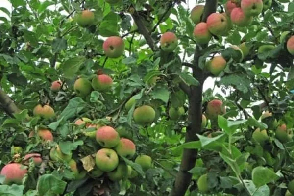 внешний вид яблони Символ
