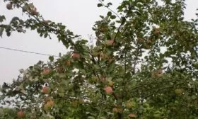 внешний вид яблони Синап северный