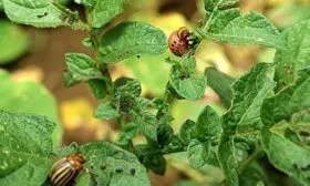 вредители картофеля Мираж