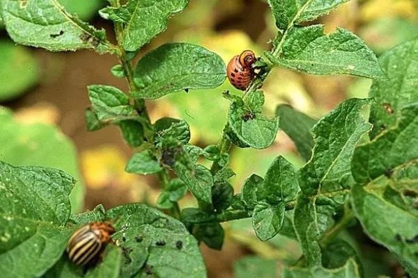 вредители картофеля Мираж