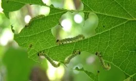 вредители крыжовника Русский жёлтый