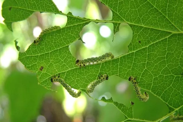 вредители крыжовника Русский жёлтый