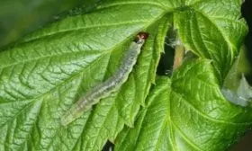 вредители малины Поклон Казакову