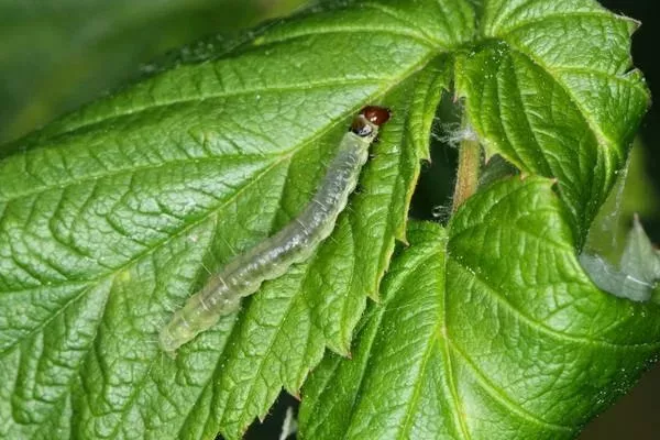 вредители малины Поклон Казакову