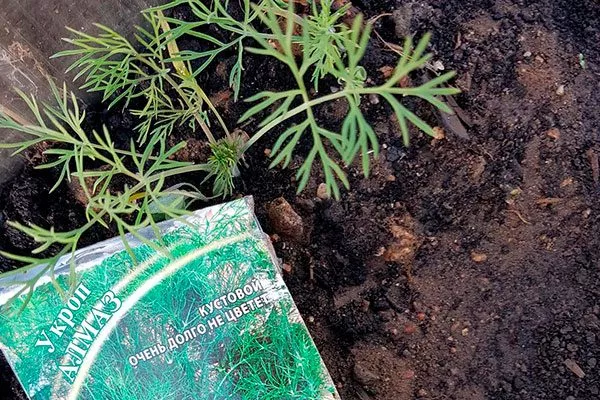 Всходы Укропа Алмаз3