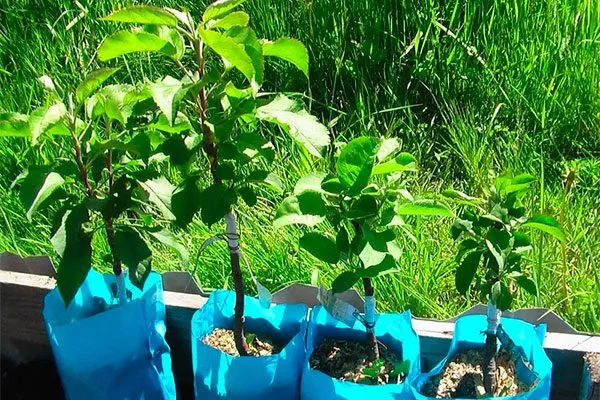 Выбор и подготовка саженцев ранетки