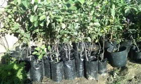 Выбор и подготовка саженцев яблоня Белорусское сладкое