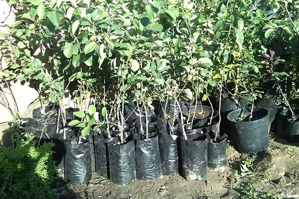 Выбор и подготовка саженцев яблоня Белорусское сладкое