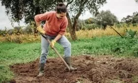 выбор и подготовка участка к посадке яблони Останкино