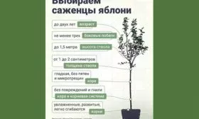 Выбор качественного саженца Яблоня Гала5