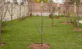 Выбор места Яблоня Гала6