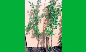 выбор саженца яблони Айдаред3