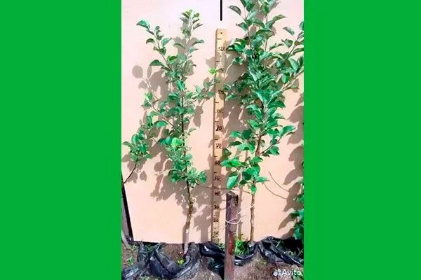 выбор саженца яблони Айдаред3