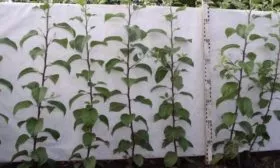 выбор саженца яблони Синап северный