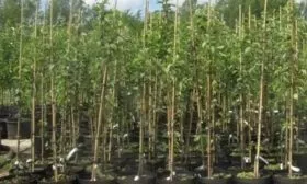 выбор саженца яблони Слава победителям