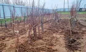 Выбор саженцев