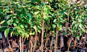 Выбор саженцев