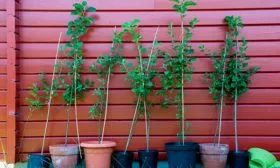 Выбор саженцев и подходящего места Яблоня Спартан