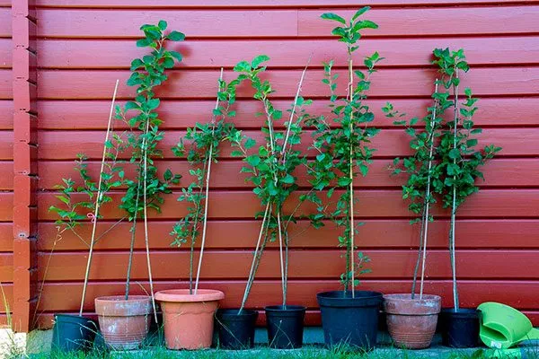 Выбор саженцев и подходящего места Яблоня Спартан