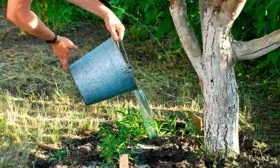 Выбор саженцев полив