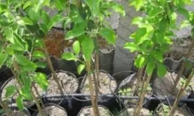 выбор саженцев яблони Рождественское