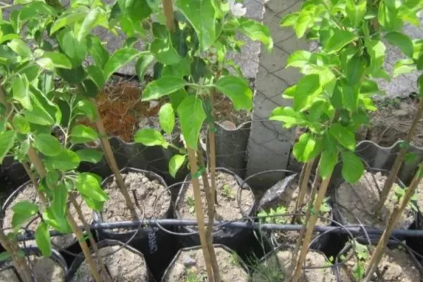 выбор саженцев яблони Рождественское