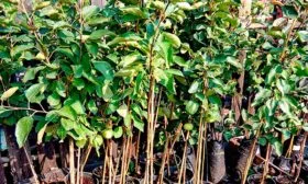 Выбор саженцев яблоня Елена