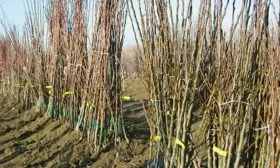 Выбор саженцев Яблоня Жигулёвское