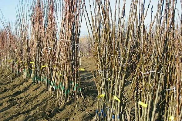 Выбор саженцев Яблоня Жигулёвское