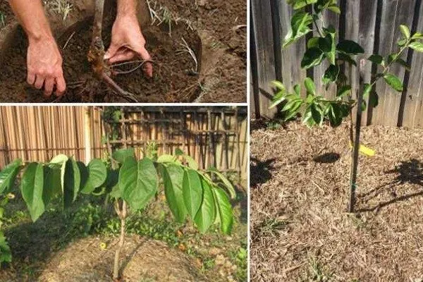 выращивание хурмы Мидер