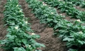 выращивание картофеля Иван-да-Марья