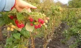 выращивание малины Мария