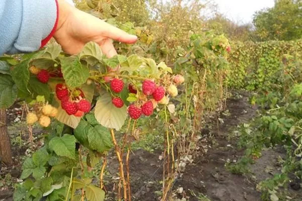 выращивание малины Мария