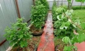 выращивание малины Пересвет