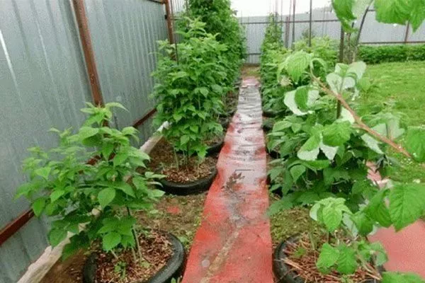 выращивание малины Пересвет