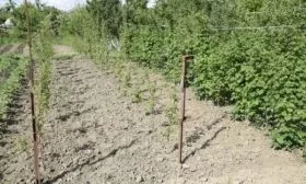 выращивание малины поклон Казакову