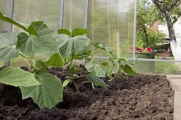 выращивание огурцов Алтай