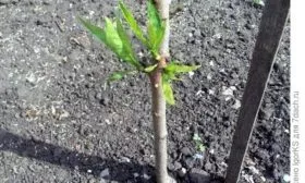 выращивание персика Пушистый ранний