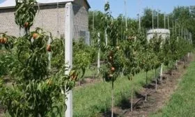 выращивание персика Сувенир