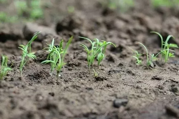 выращивание укропа Амазон