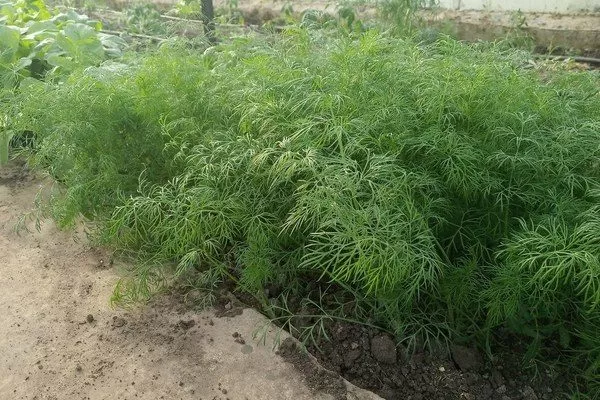 выращивание укропа Аврора